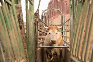 Images taken during the collaring of the Criollo cows on the Dugout Ranch, in Indian Creek - A Nature Conservancy Property.