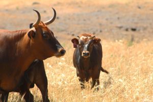 220808-criollo-cattle