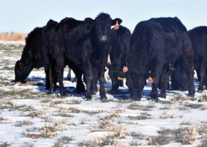 Criollo-cross-calves_0