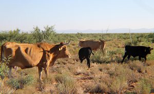 RC_cows_xbred_calves_2020-09-08sm