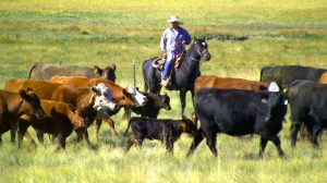 Cattle being driven at NMSU's Top of the Valle research facility at the Valles Caldera National Preserve. NMSU will host a field day at the facility on Saturday, Sept. 24. Presenters will discuss the research on bovine high altitude disease and the affects of the recent wildfires on the mountains in the area. (submitted photo) AUG11