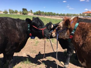 cattle_tracking